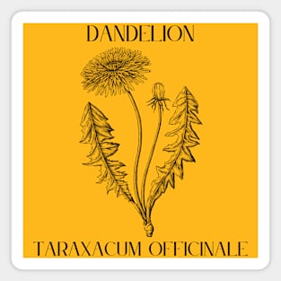 Dandelion (black and white) Magnet